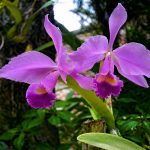 ACUS_FLORA