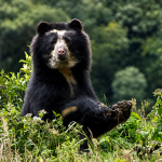 ACUS_OSO