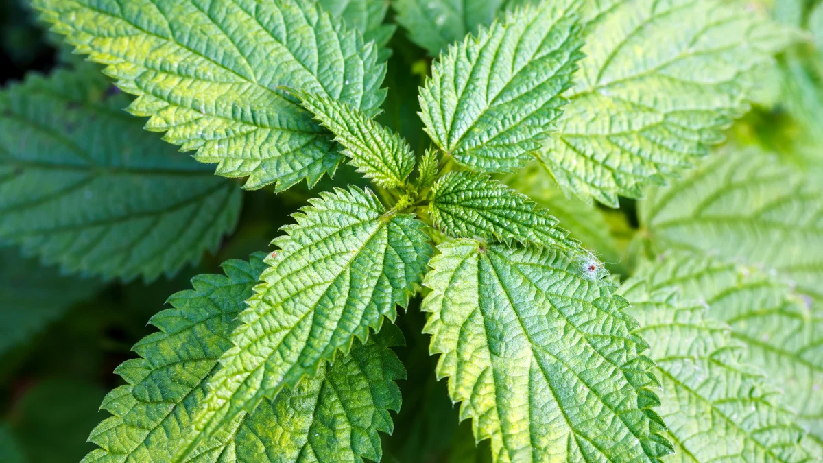 grande-ortie-urtica-dioica