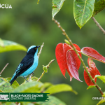 ACUS- Black-faced Dacnis (Dacnis lineata)