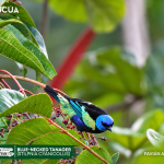 ACUS- Blue-necked Tanager _(Stilpnia cyanicollis)