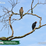 ACUS- CARACARA BAYO Y CARACARA NEGRA