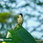 ACUS- DONACOBIO
