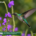 ACUS - Glittering-throated Emerald -Chionomesa fimbriata