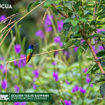 ACUS - Golden-tailed Sapphire-Chrysuronia oenone