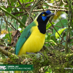 ACUS-Green Jay (Cyanocorax yncas)