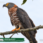 ACUS - Hook-billed Kite-Chondrohierax uncinatus