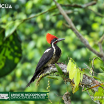 ACUS-Lineated Woodpecker(Dryocopus lineatus)