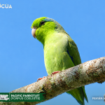 ACUS- Pacific Parrotlet(Forpus coelestis)