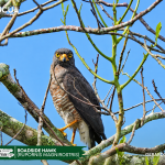 ACUS- Roadside Hawk (Rupornis magnirostris)