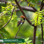 ACUS - Spangled Coquette- Lophornis stictolophus