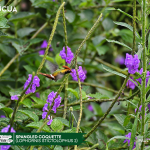 ACUS - Spangled Coquette- Lophornis stictolophus 2