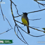 ACUS- TIRANO TROPICAL