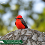 ACUS - Vermilion Flycatcher-Pyrocephalus rubinus