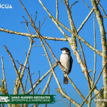 ACUS - Wing-barred Seedeater (Sporophila americana)